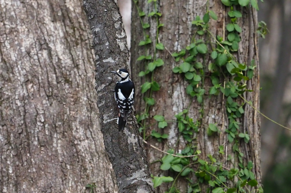 浦臼神社 今時期人いっぱい！