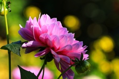 ぜるぶの丘  妖精さん