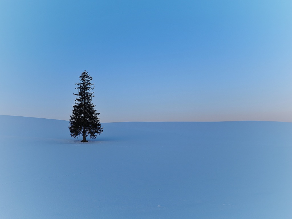 クリスマスツリー