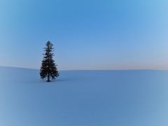 クリスマスツリー