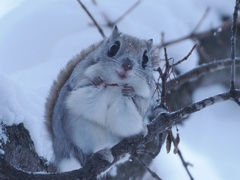 モモちゃん