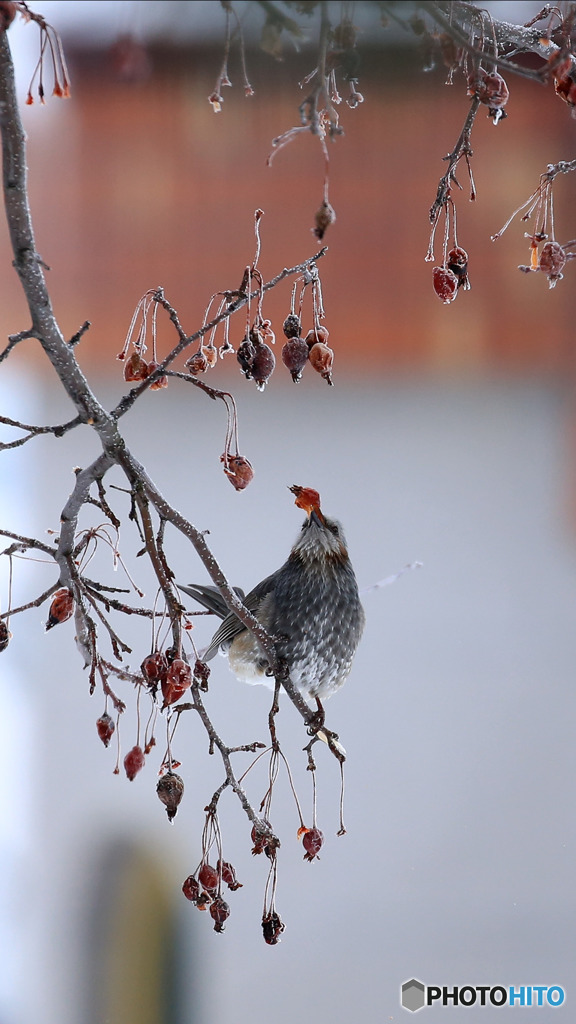 Screenshot_20170206-112158