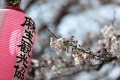 2017　サクラ