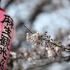 2017　サクラ