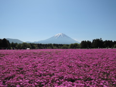 芝桜祭り