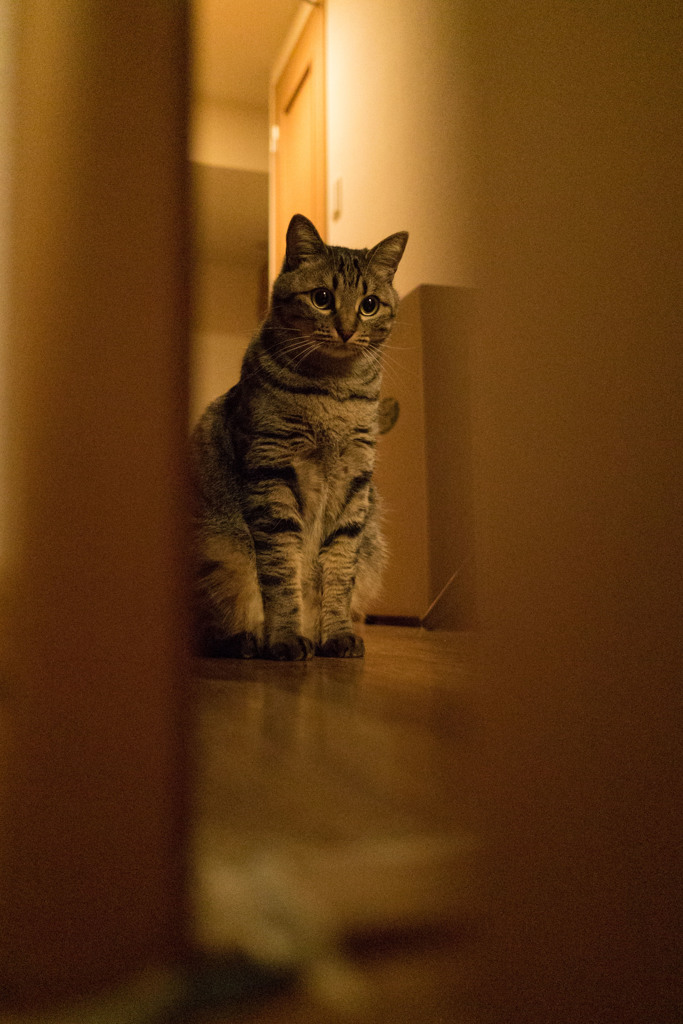 扉の向こうで待ってるネコ