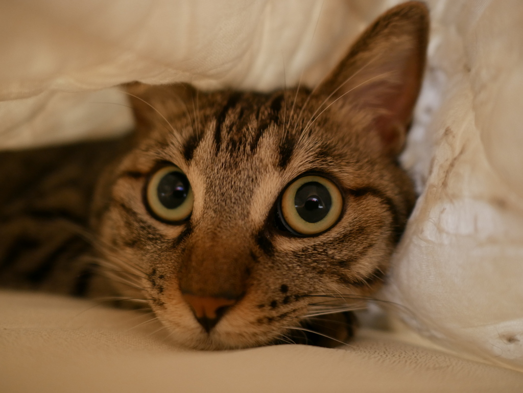 敷布団に潜ったネコ