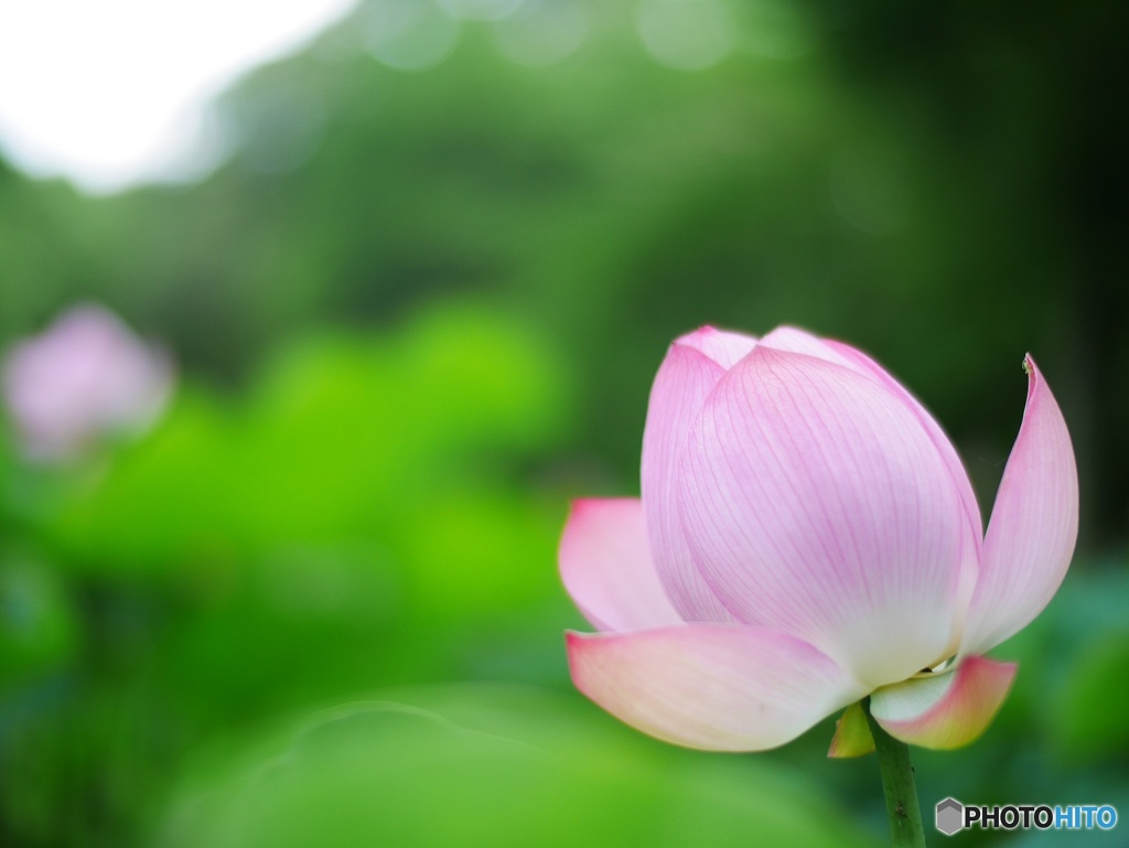 植物園の中にてハスの花