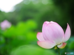 植物園の中にてハスの花