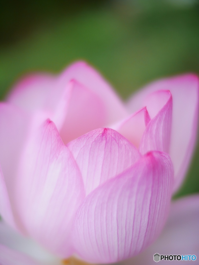 ふんわりハスの花