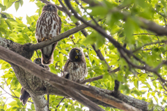 アオバズク 親鳥と雛鳥 2