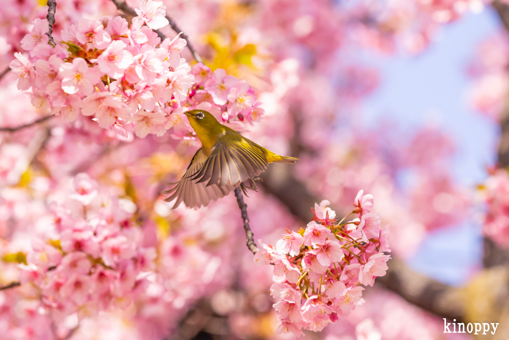 児島湖 河津桜 メジロ 6