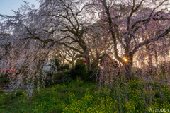 法華原 大しだれ桜