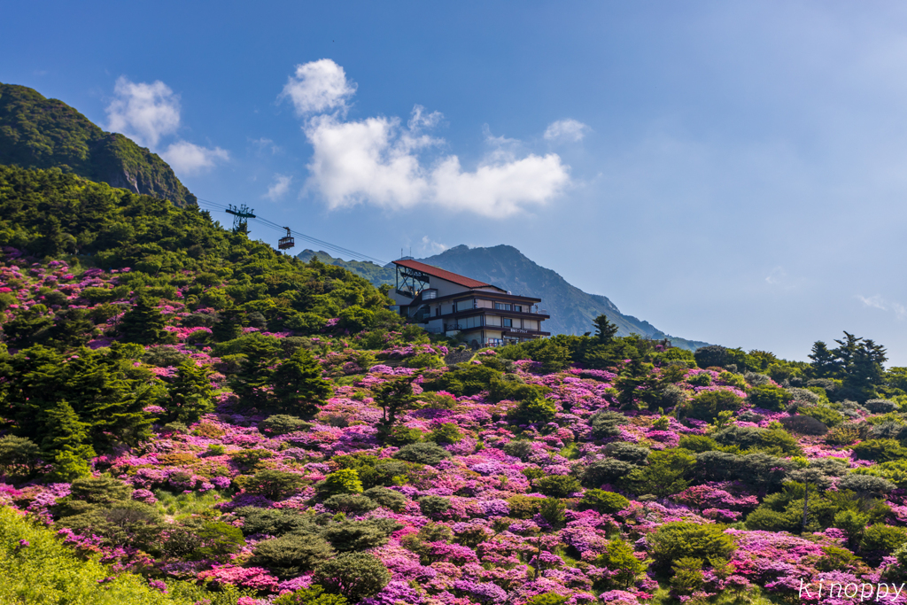 雲仙仁田峠 ミヤマキリシマ 2