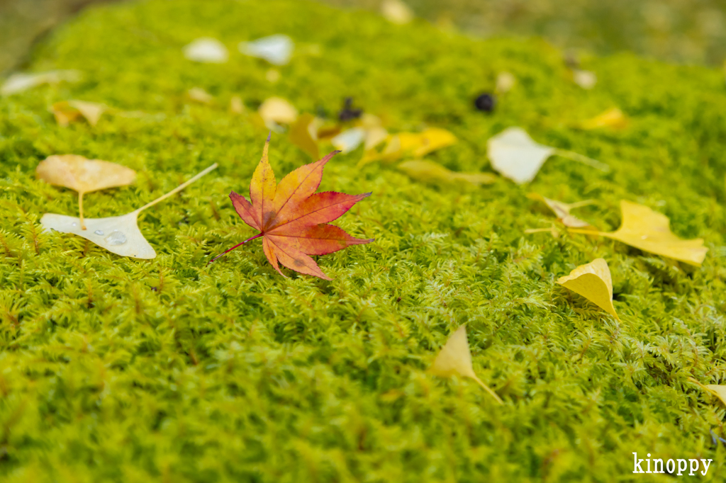 岩戸落葉神社 紅葉 4