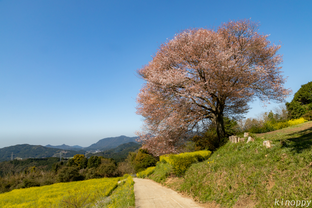 馬場の山桜 2