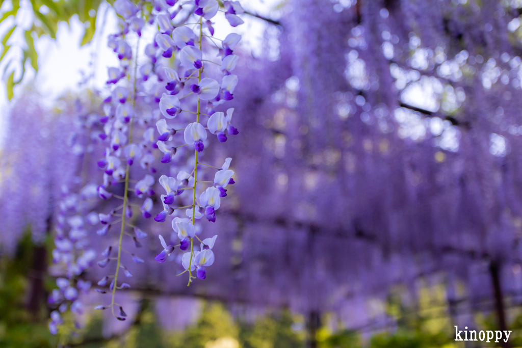 白井大町藤公園 7