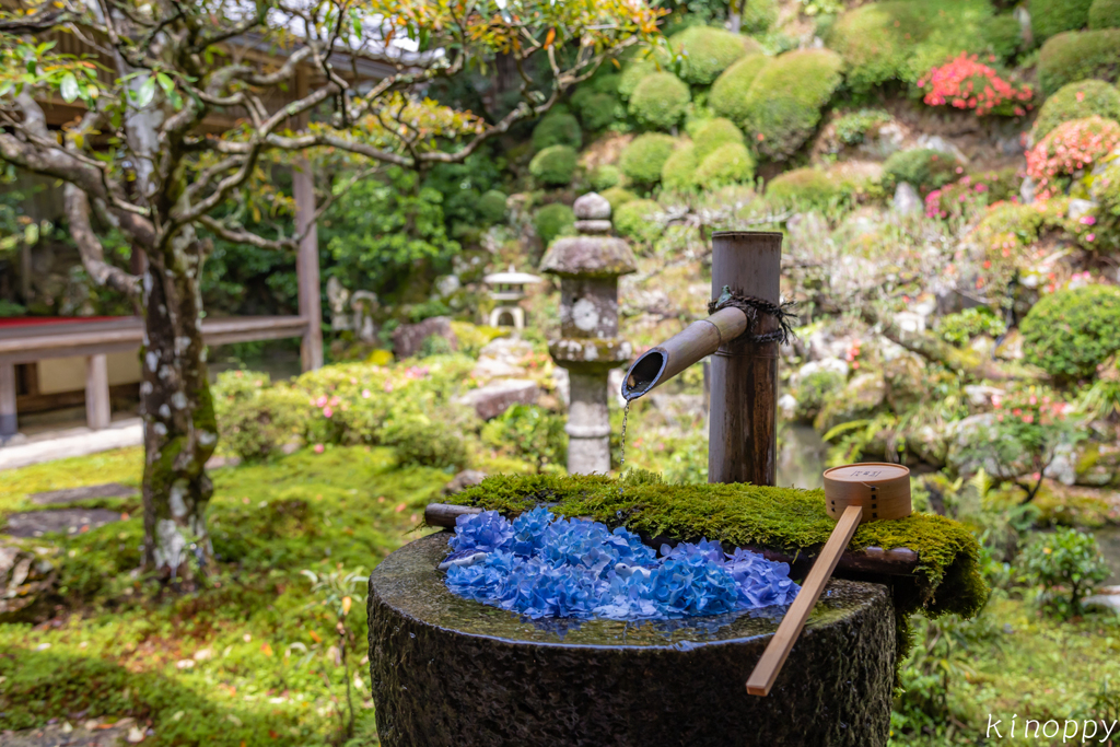 柳谷観音楊谷寺 5