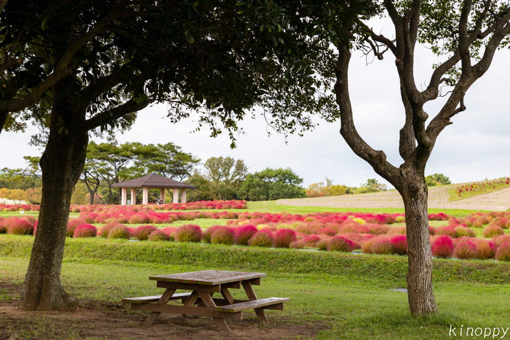 海の中道海浜公園 コキア 3