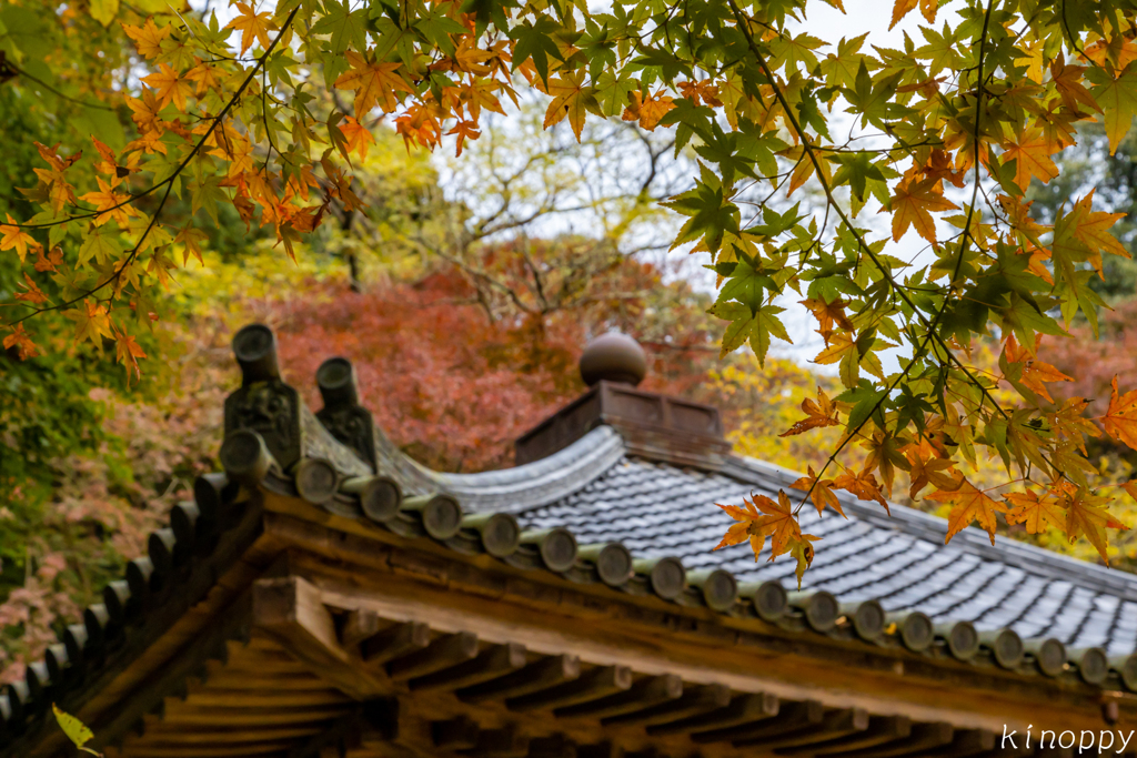 富貴寺 紅葉 4