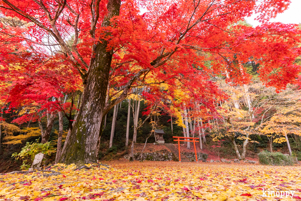 洞光寺 紅葉