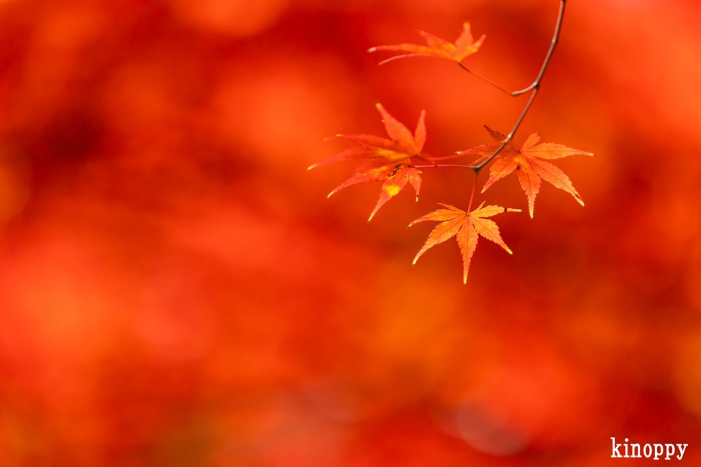 神戸市立森林植物園 紅葉 8