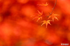 神戸市立森林植物園 紅葉 8