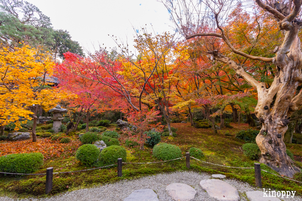圓光寺 紅葉 7