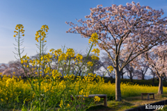 藤原宮跡 菜の花と桜 7