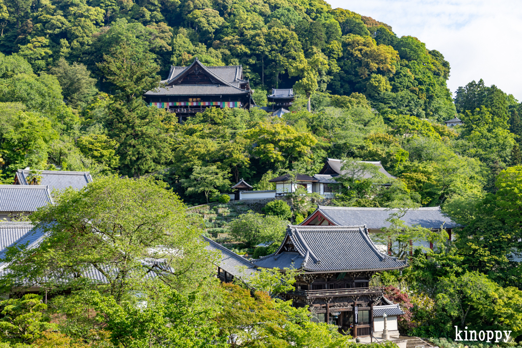 長谷寺 あぢさゐ回廊 7