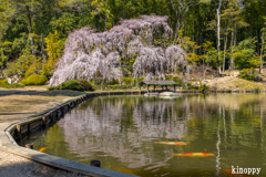 曹源寺 しだれ桜 2