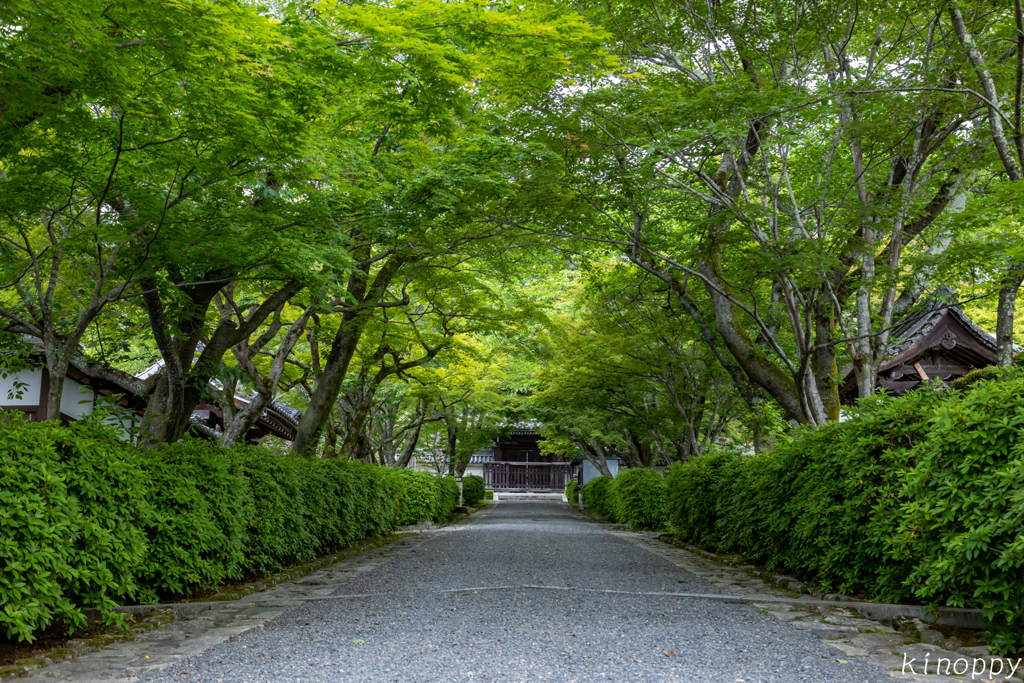西教寺 新緑