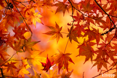 神戸市立森林植物園 紅葉 6