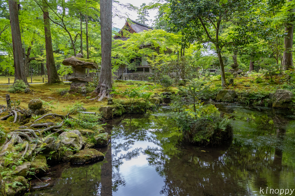 三千院 新緑 9