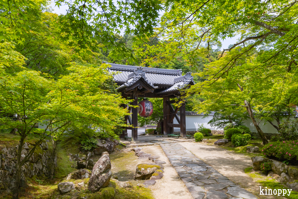 金剛輪寺 新緑