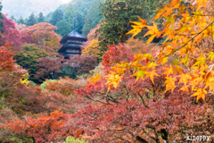 高源寺 紅葉 2