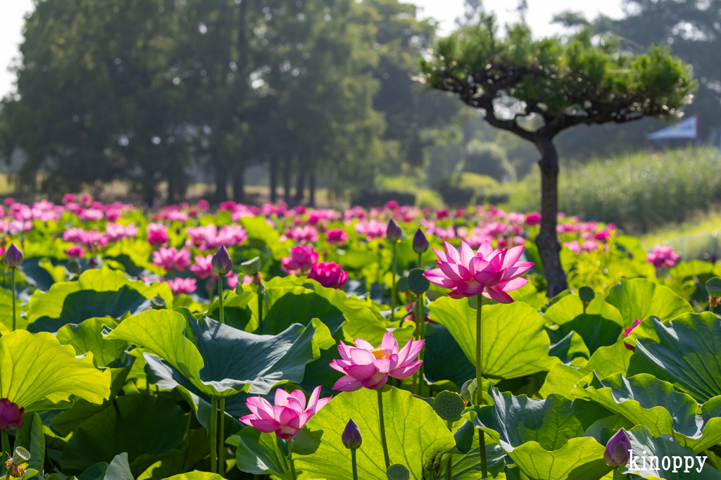 白鷺公園 ハス