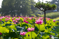 白鷺公園 ハス