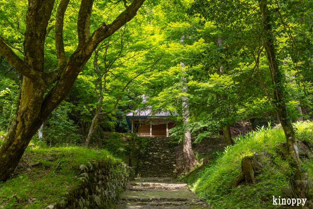 鶏足寺 新緑 3