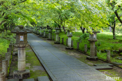 高山寺 新緑 3