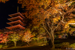 成相寺 ライトアップ 2