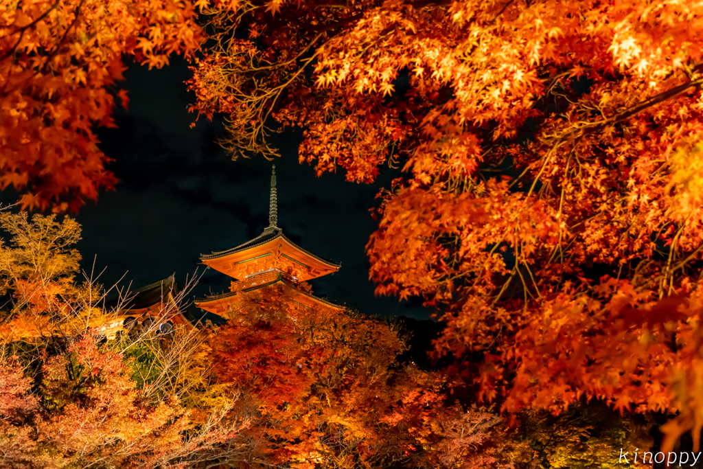 清水寺 紅葉 ライトアップ 5