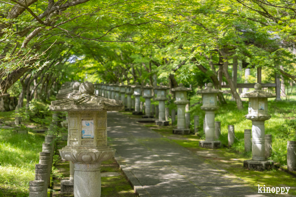 高山寺 新緑 2