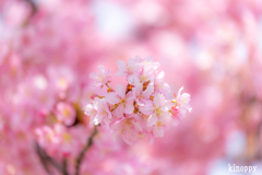 河津桜 2