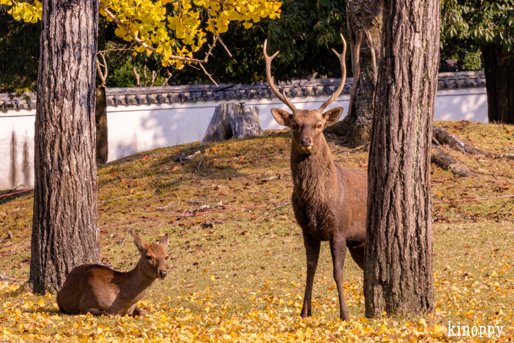 奈良公園 6