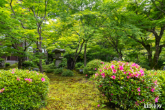 圓光寺 新緑 6