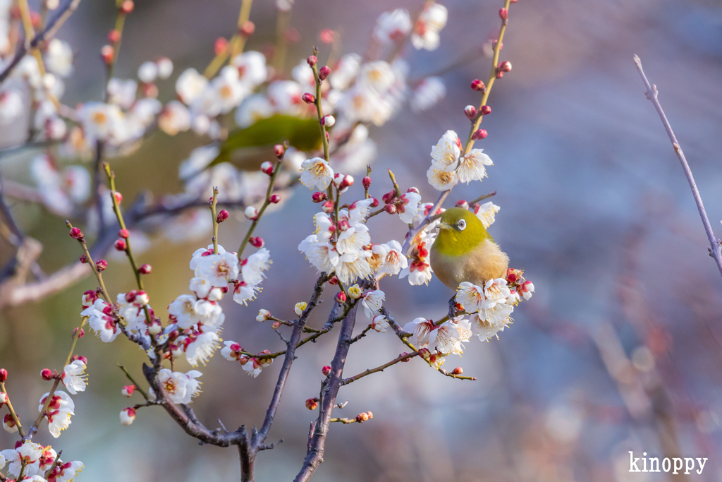 大阪城公園梅林 7