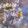 大阪城公園梅林 7