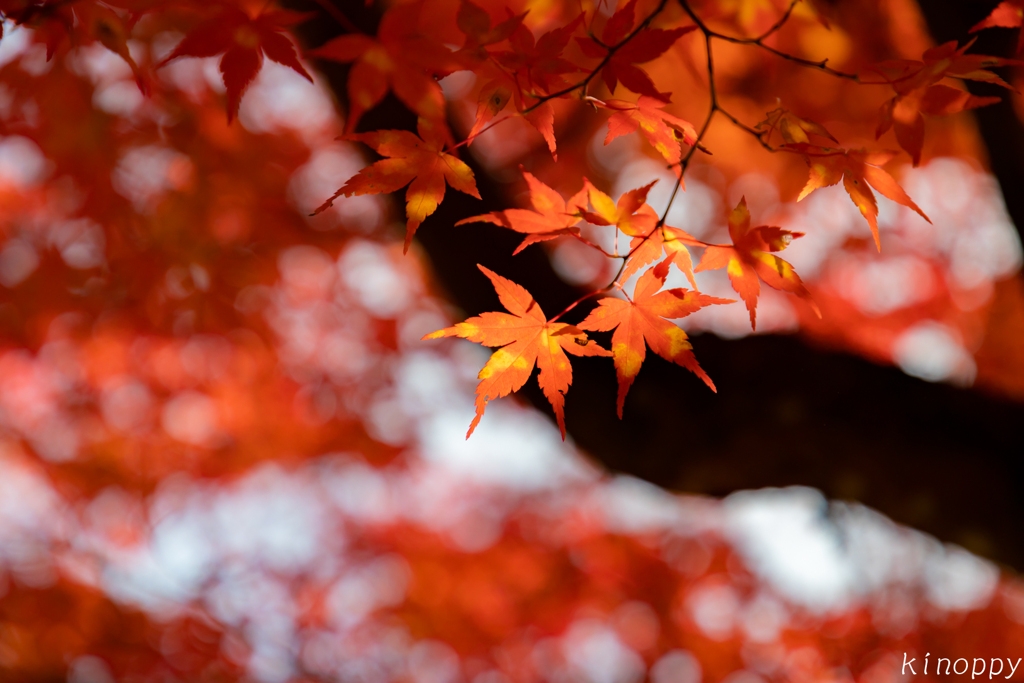 安国寺 紅葉2