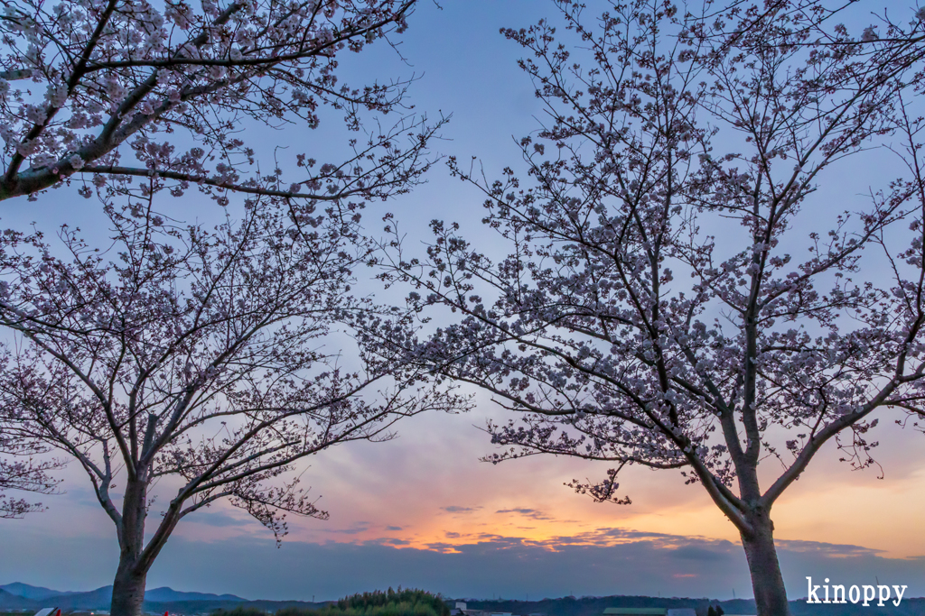 おの桜づつみ回廊 夕景 4